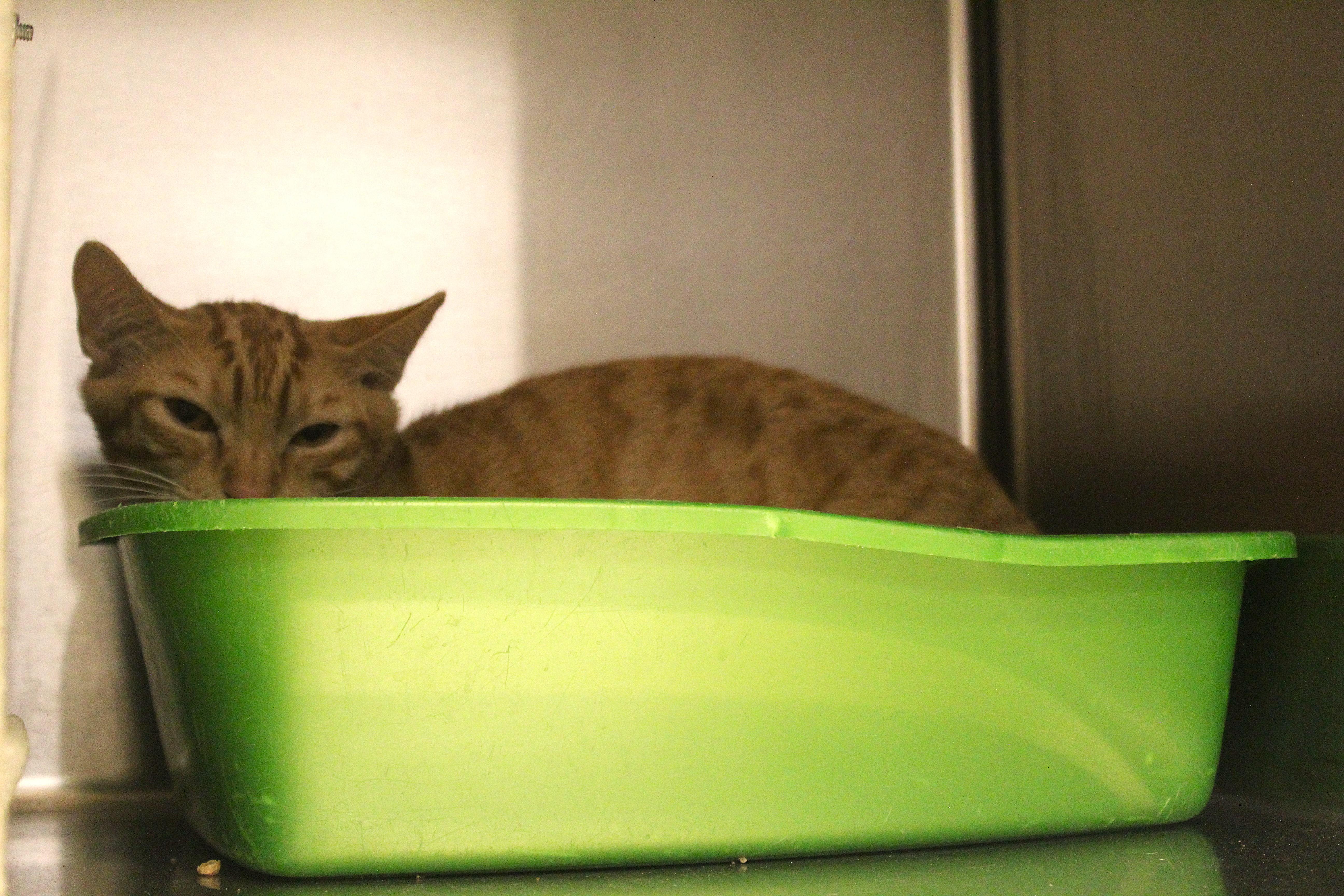 A baby large-sized male Tabby (Orange / Red) Domestic Short Hair cat named Bucky for adoption in Yucca Valley, CA