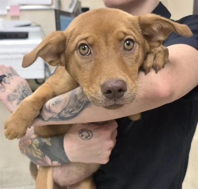 A baby small-sized female German Shepherd Dog dog named Milkshake for adoption in Conroe, TX