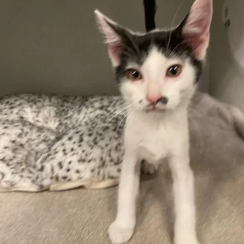 A baby small-sized male White Domestic Short Hair cat named Klaus for adoption in Dayton, OH