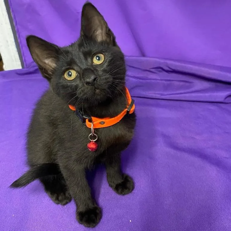 A baby small-sized female Black Domestic Short Hair cat named Umbra for adoption in North Myrtle Beach, SC