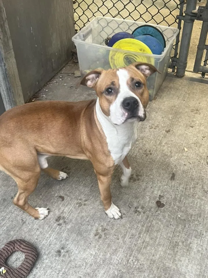 An adult large-sized male Pit Bull Terrier dog named Anders for adoption in Crete, IL