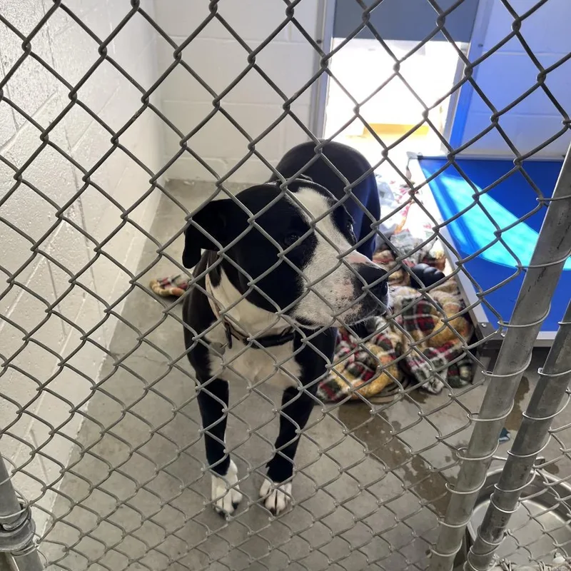 An adult large-sized female Pit Bull Terrier dog named Summer for adoption in Buellton, CA