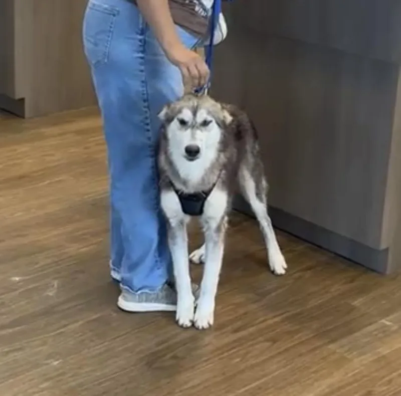 Lakota