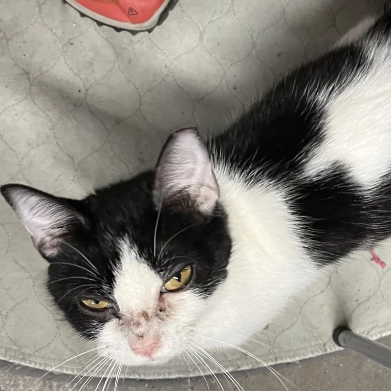 A young small-sized female Black Domestic Short Hair cat named Emmy Lou for adoption in Washington, DC