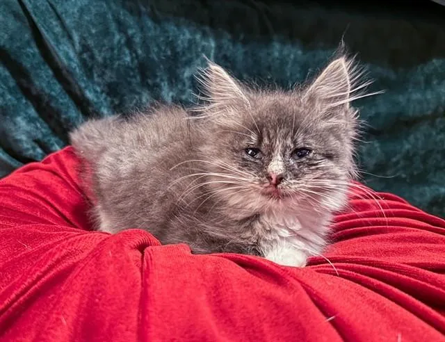 Tribble