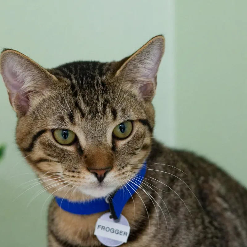 A baby medium-sized male Domestic Short Hair cat named Frogger for adoption in Hot Springs, AR