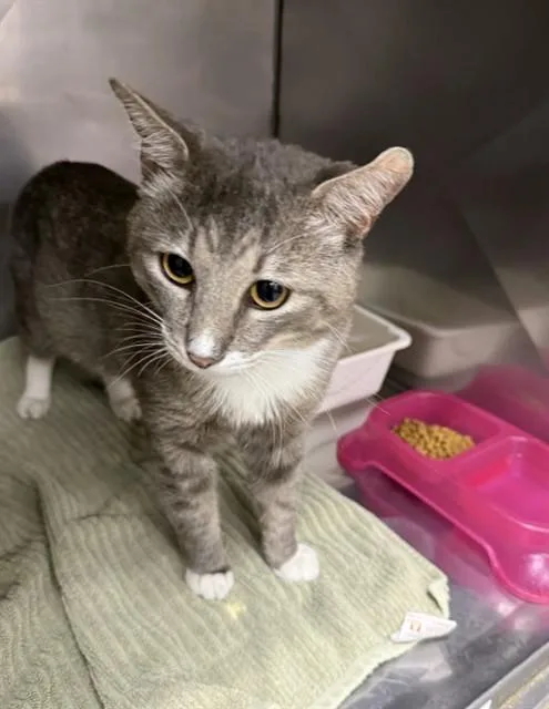 A young medium-sized male Domestic Short Hair cat named Lychee for adoption in Killeen, TX