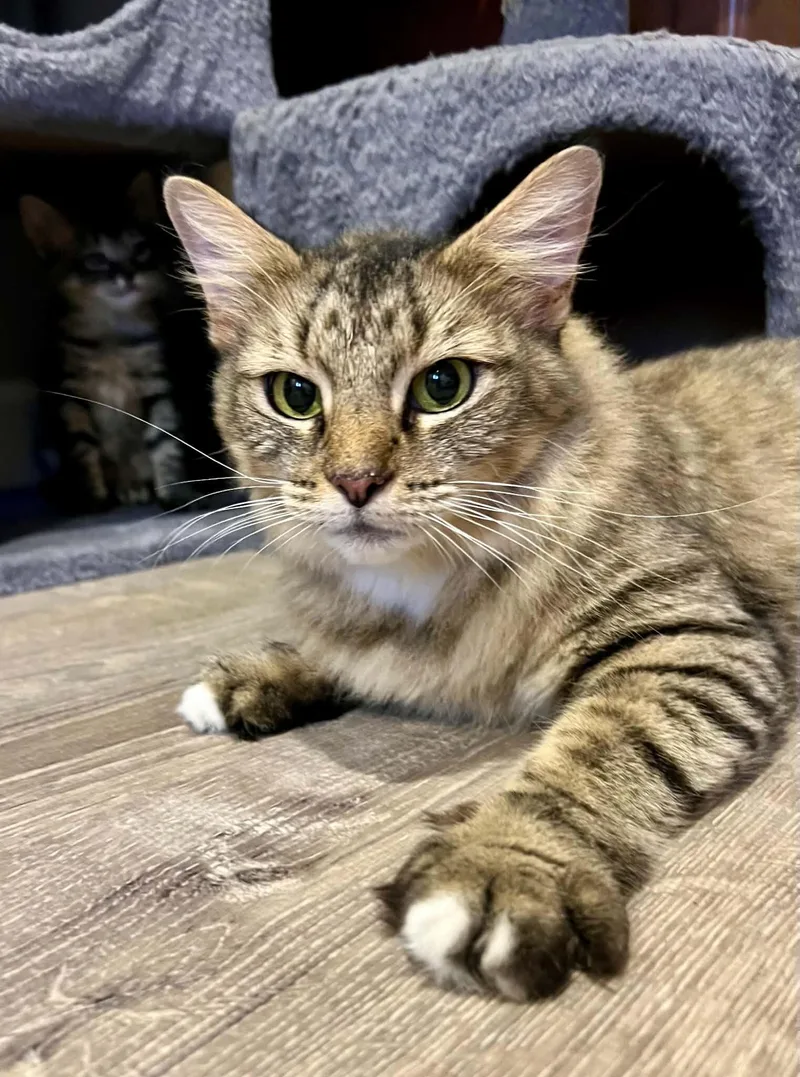 A young medium-sized female Domestic Medium Hair cat named Lark for adoption in Saint Charles, MO