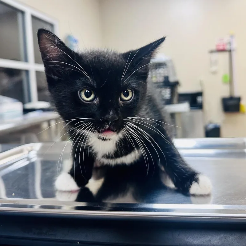 A baby small-sized male Black Domestic Short Hair cat named Mr. Squish for adoption in Birmingham, AL