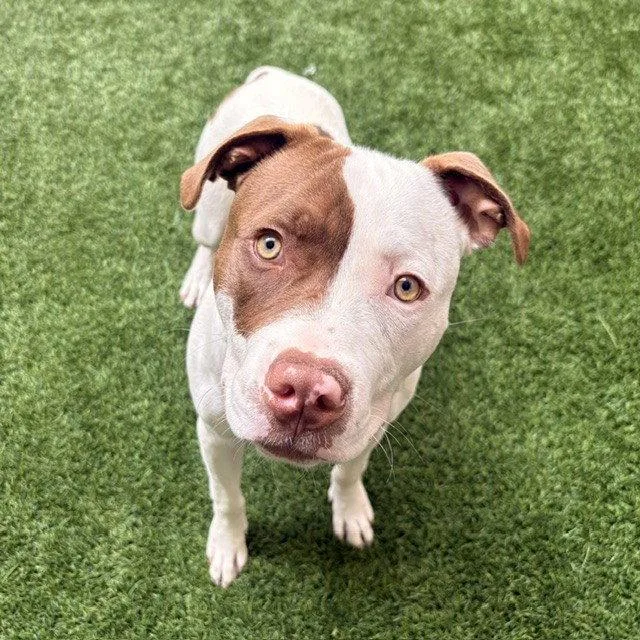 A young large-sized male Pit Bull Terrier dog named Augie for adoption in Burlingame, CA