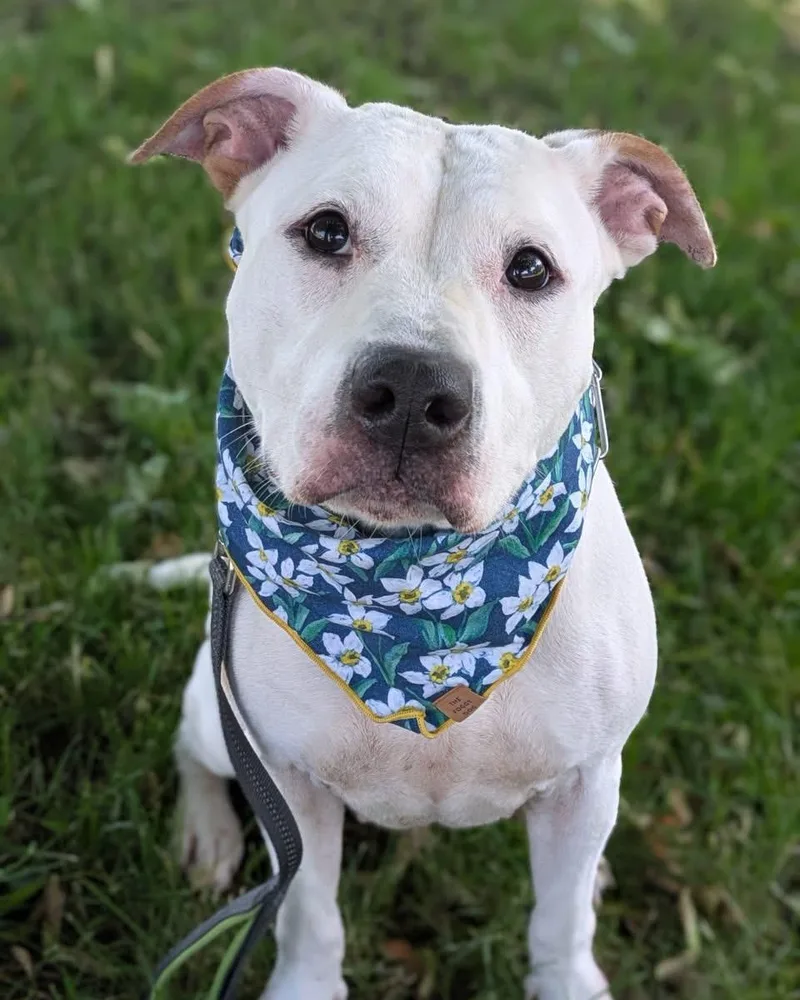 An adult medium-sized female White / Cream Pit Bull Terrier dog named Alex Morgan for adoption in Buffalo, NY