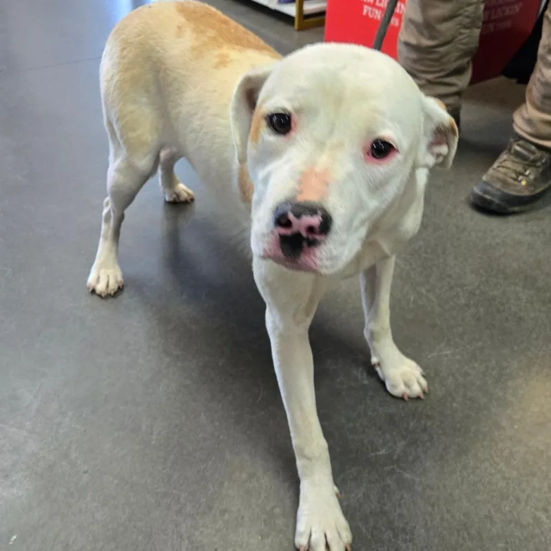 A young medium-sized female White / Cream Pit Bull Terrier dog named Clover for adoption in Idaho Falls, ID
