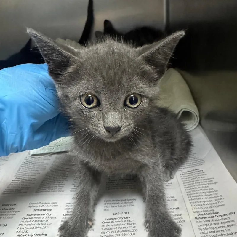 A baby small-sized female Gray / Blue / Silver Domestic Short Hair cat named Bubbles for adoption in Galveston, TX