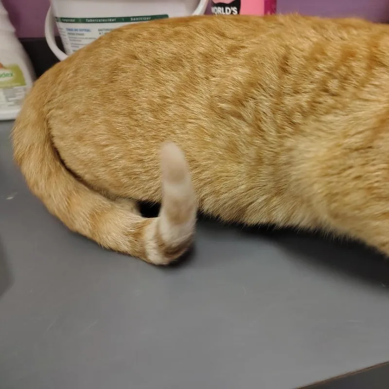 A young medium-sized female Orange / Red Domestic Short Hair cat named Dani for adoption in Cedar Rapids, IA