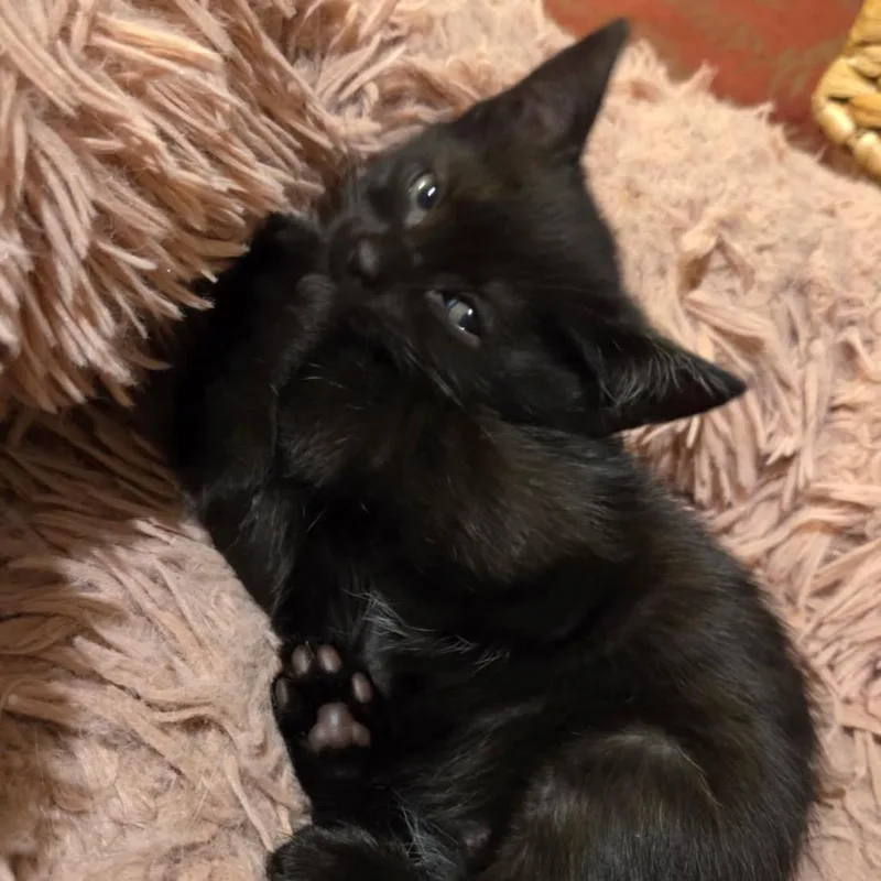 Wild Toe Beans thumbnail 2