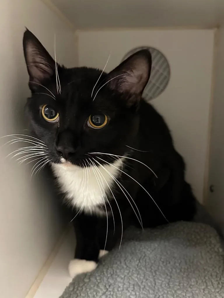 A young medium-sized male Domestic Short Hair cat named Trickster for adoption in Johnson City, TN