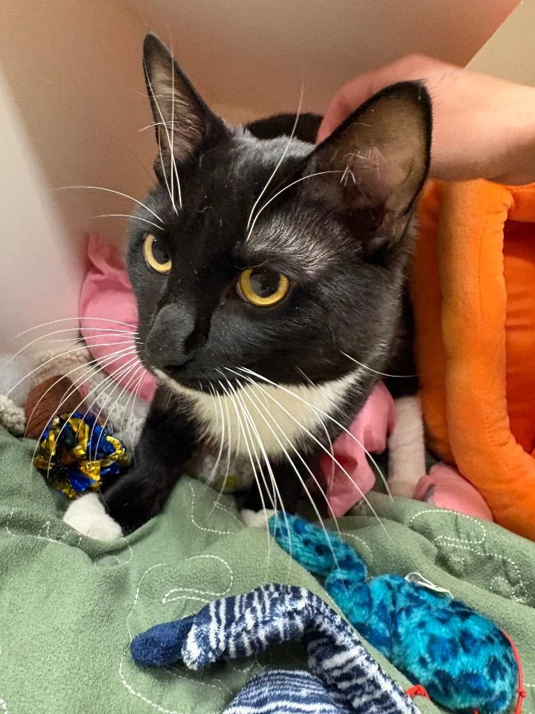 Trickster thumbnail 2