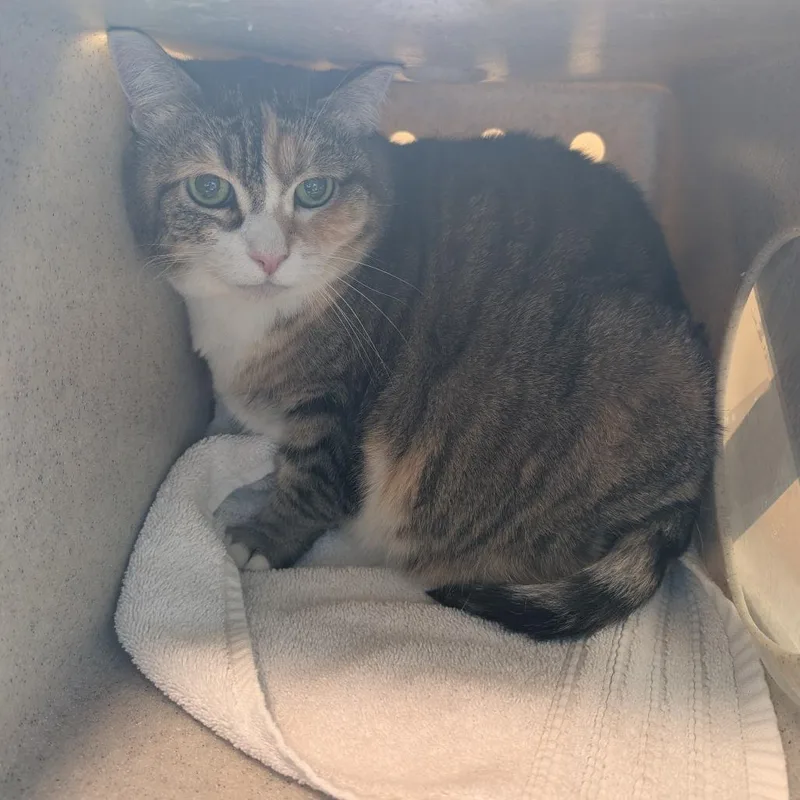 A baby large-sized female Calico Domestic Short Hair cat named Libby for adoption in Pasadena, CA