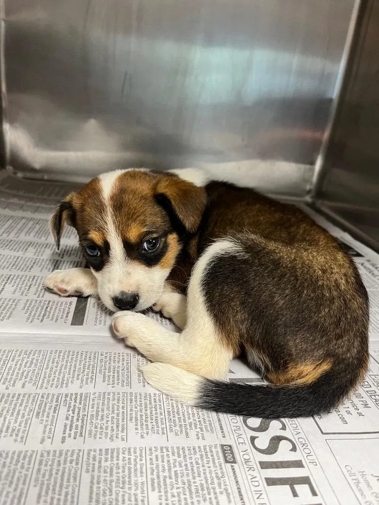 A baby small-sized male Australian Cattle Dog / Blue Heeler dog named BooneScrappy for adoption in Hopkinsville, KY
