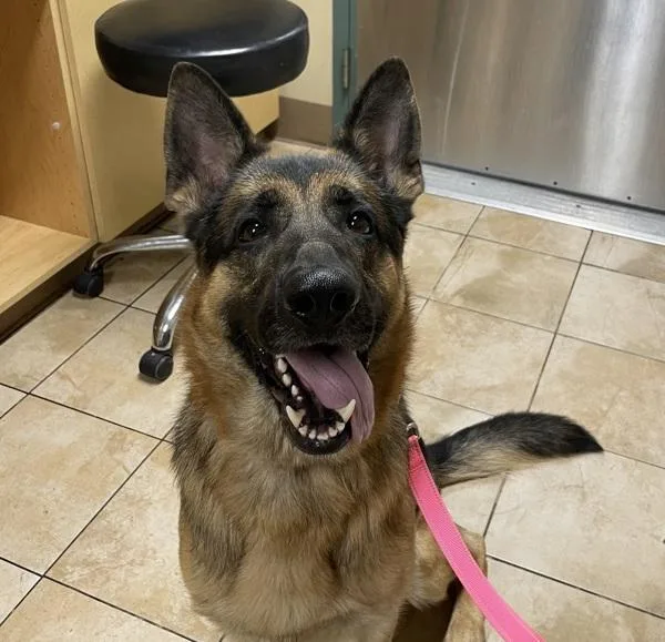 A young large-sized male German Shepherd Dog dog named Bear for adoption in Troutdale, OR