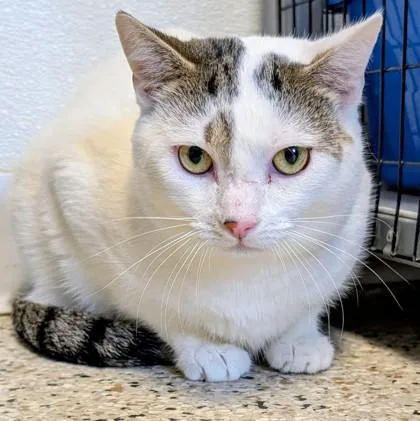 An adult medium-sized male White Domestic Short Hair cat named Ezio for adoption in Buffalo, MN