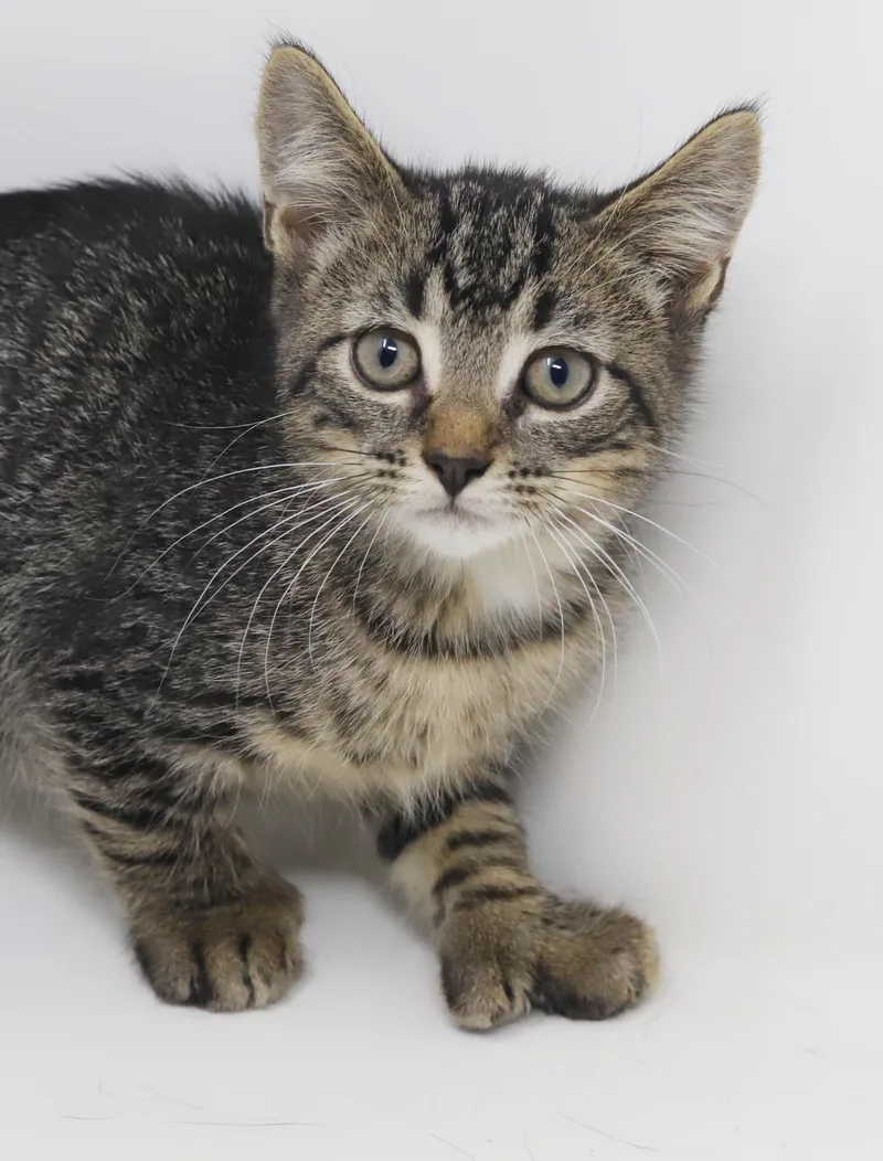 A baby small-sized male Extra-Toes Cat / Hemingway Polydactyl cat named Jerry Seinfeld is a for adoption in Bedford Hills, NY