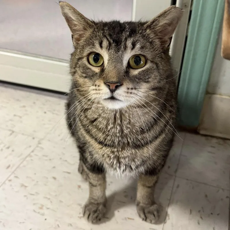 An adult medium-sized male Domestic Short Hair cat named Wooter for adoption in Dublin, OH