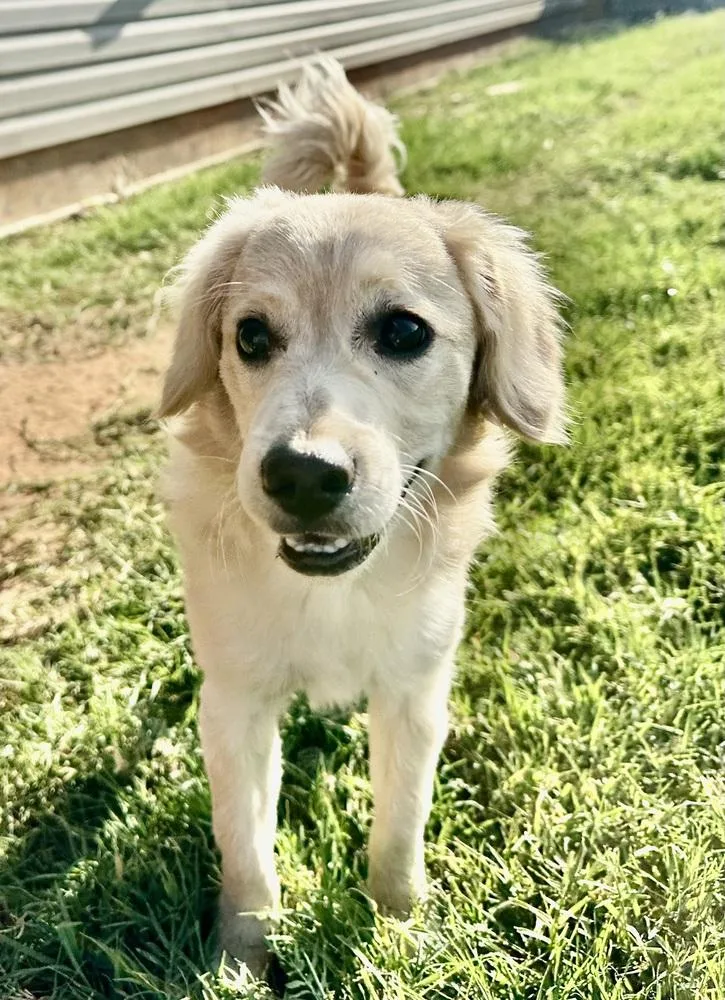 A baby small-sized male Spaniel dog named Bogey for adoption in Shawnee, OK