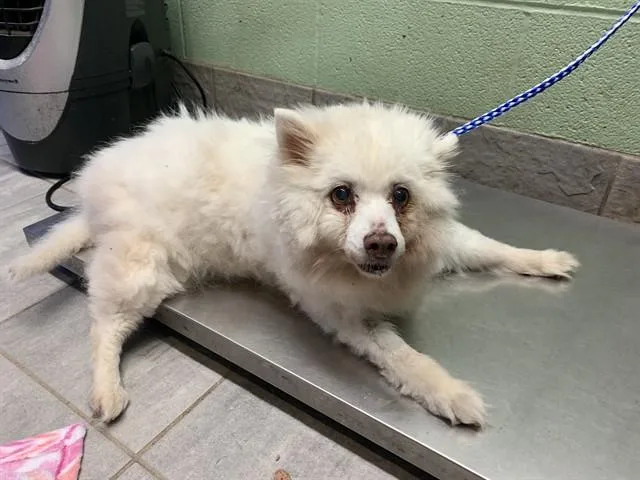 A senior medium-sized female Pomeranian dog named Snow for adoption in Grand Prairie, TX