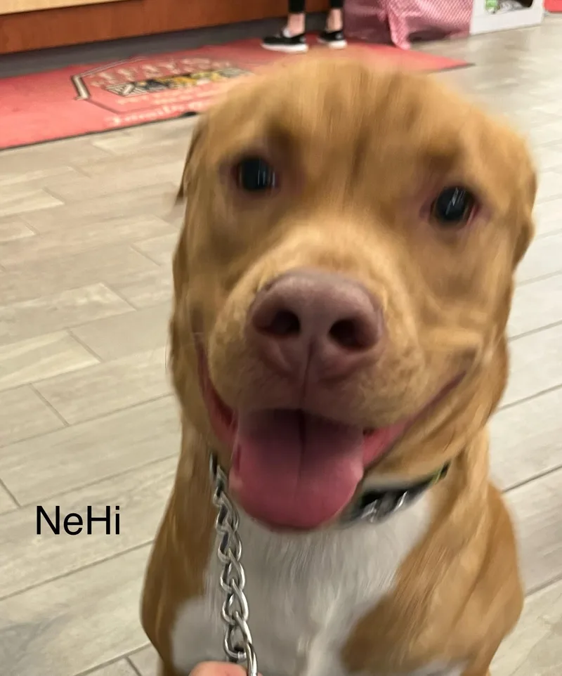 Nehi