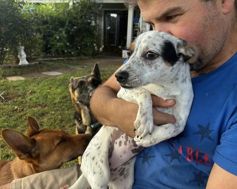 A baby medium-sized female White / Cream Cattle Dog dog named Sprite for adoption in Davis, CA