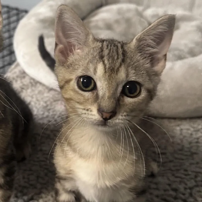 A baby small-sized female Brown / Chocolate Domestic Short Hair cat named Sandy for adoption in Orlando, FL