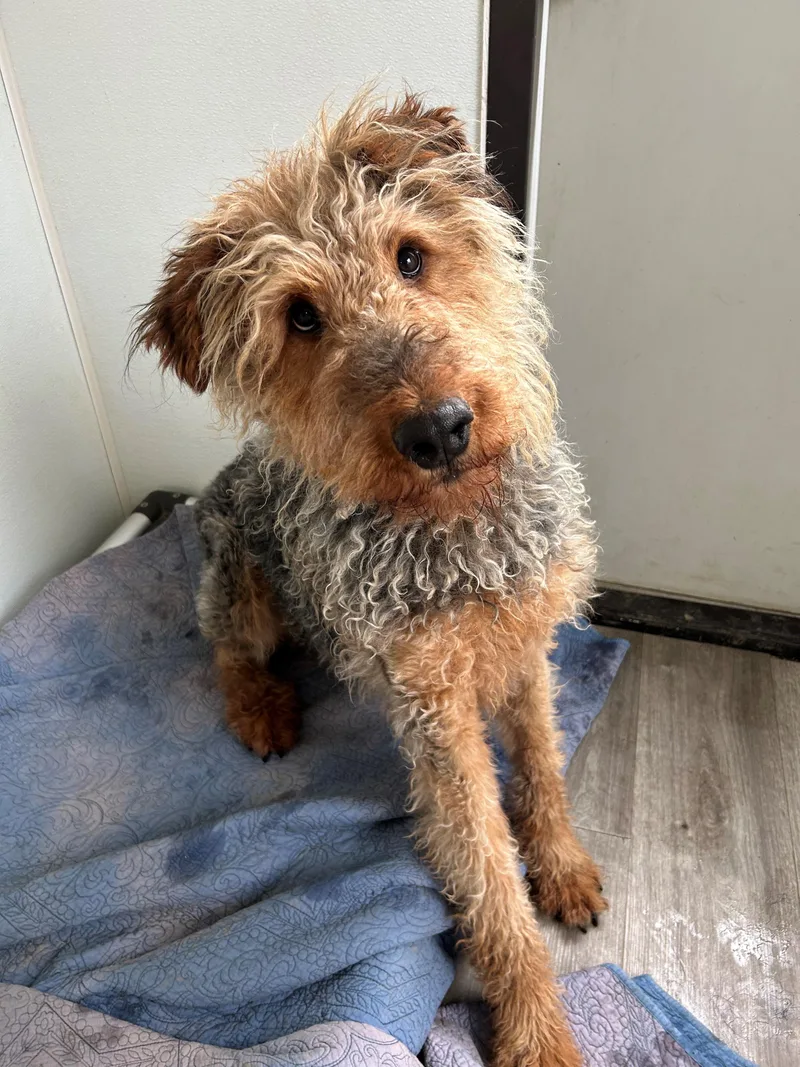 An adult large-sized male Apricot / Beige Airedale Terrier dog named Elroy for adoption in Quilcene, WA