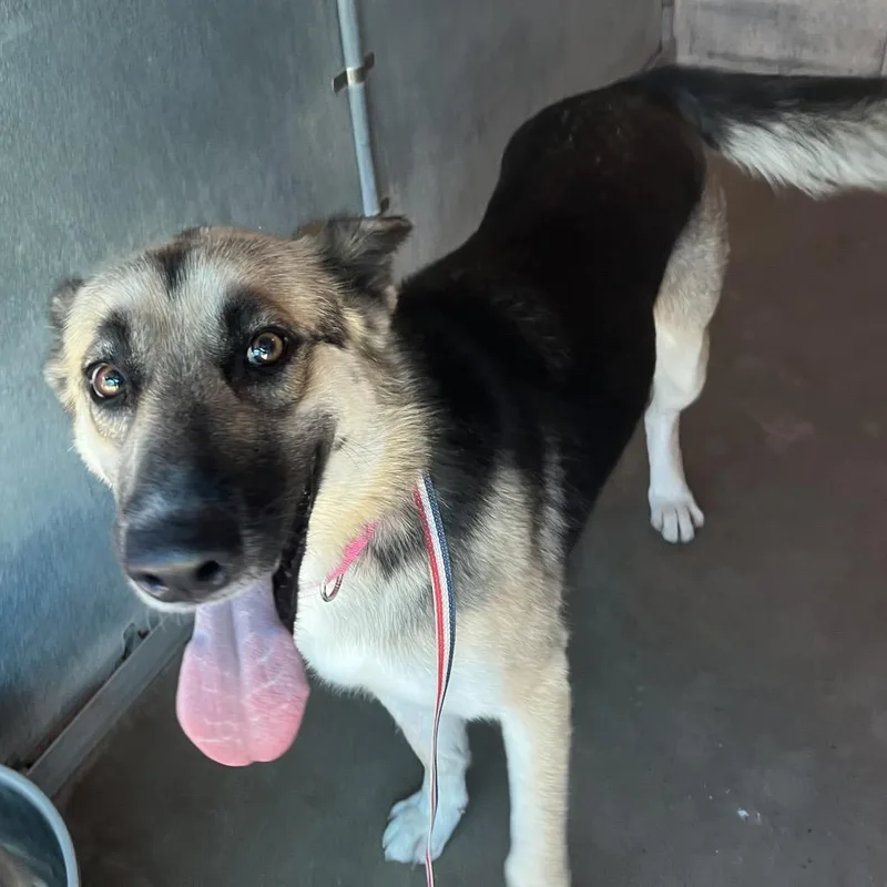 An adult medium-sized female Black German Shepherd Dog dog named Freedom for adoption in Edinburg, TX