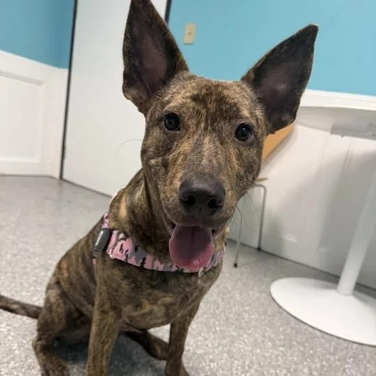 A young medium-sized female Brindle Labrador Retriever dog named River for adoption in Houston, TX