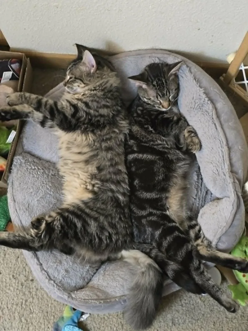 Marbles And Jacks