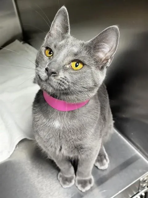 A young small-sized female Domestic Short Hair cat named Mulan for adoption in Upper Marlboro, MD