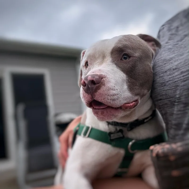 A young medium-sized male Pit Bull Terrier dog named Softy for adoption in Chicago, IL