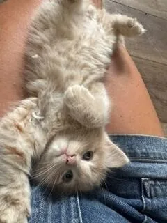 A baby medium-sized male Domestic Long Hair cat named Jack for adoption in Lafayette, CO