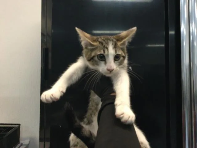 A baby small-sized female Domestic Short Hair cat named Roo for adoption in Thousand Palms, CA