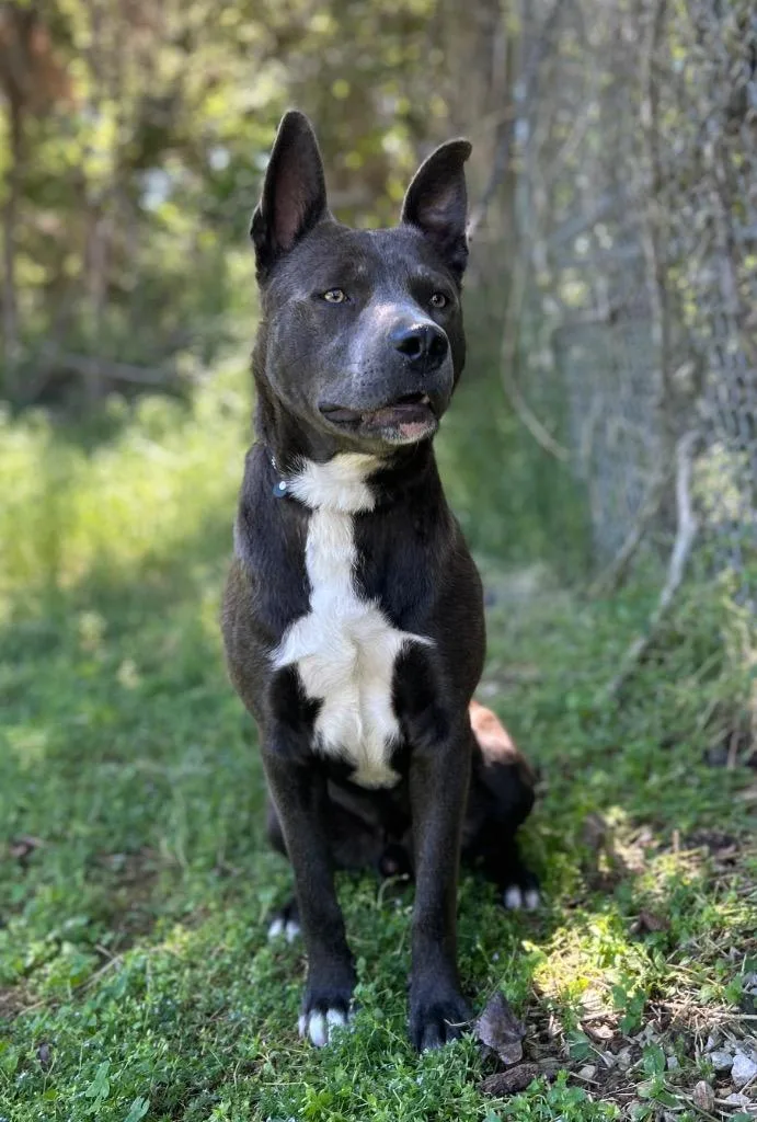 A young medium-sized male Pit Bull Terrier dog named Diego for adoption in Russellville, KY