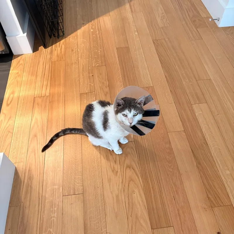 An adult medium-sized male White Domestic Short Hair cat named Mcflurry for adoption in New York, NY