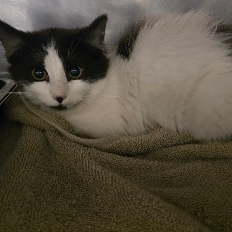 A baby small-sized female Black & White / Tuxedo Domestic Medium Hair cat named Lisa De Fluff for adoption in Waldorf, MD