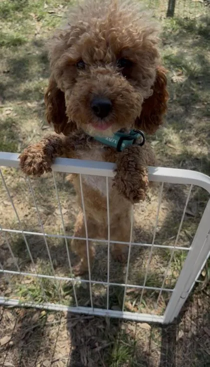 An adult small-sized male Poodle dog named Kroy for adoption in Fort Worth, TX