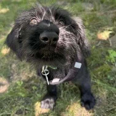 Bernard thumbnail 3