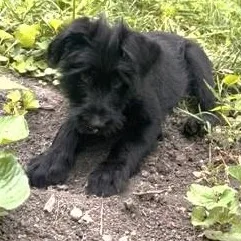 Bernard thumbnail 4