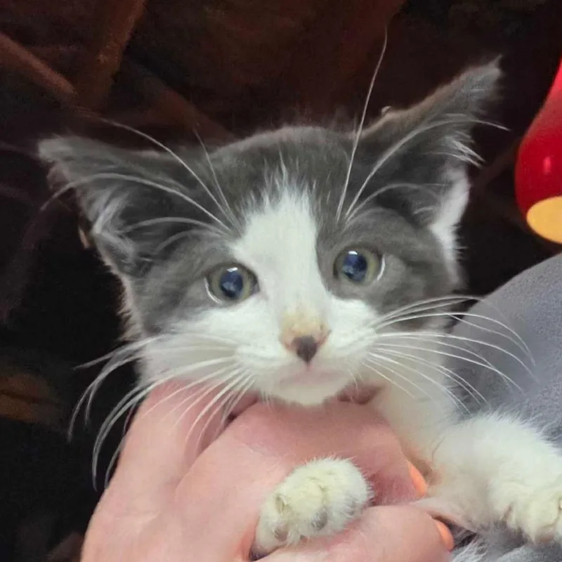 A baby small-sized female White Domestic Short Hair cat named Extra for adoption in Hanna City, IL
