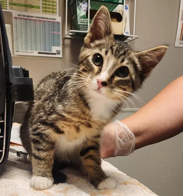 A baby medium-sized male Domestic Short Hair cat named Hunter for adoption in Dublin, CA