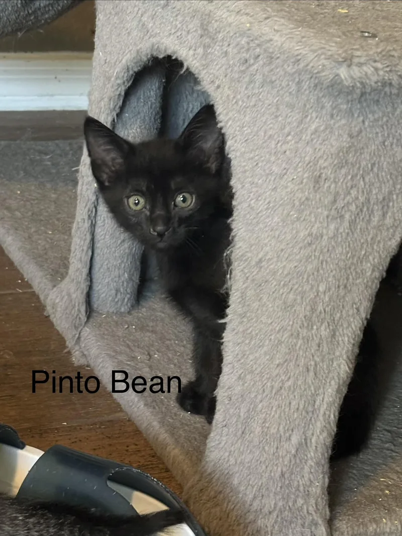 A baby small-sized male Domestic Short Hair cat named Pinto Bean for adoption in queen creek, AZ