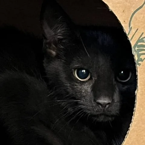 A baby small-sized female Domestic Short Hair cat named Avid for adoption in Baltimore, MD
